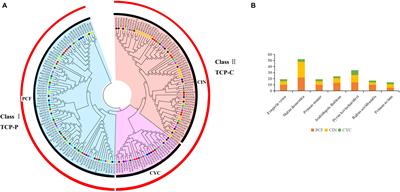 Comparative Genomic Analysis of TCP Genes in Six Rosaceae Species and Expression Pattern Analysis in Pyrus bretschneideri